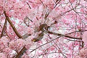 Cherry blossom canopy