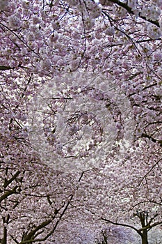 Cherry Blossom Canopy at Spring Time