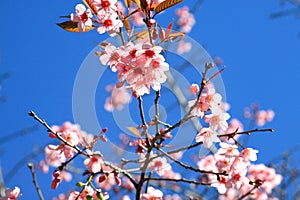 Cherry blossom in Chiang Mai, Thailand