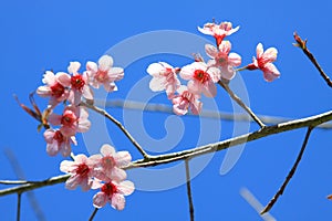 Cherry blossom in Chiang Mai, Thailand