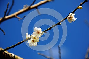 Cherry blossom in Chiang Mai, Thailand