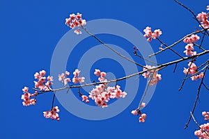 Cherry blossom in Chiang Mai, Thailand