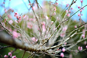 Cherry blossom in Chiang Mai, Thailand