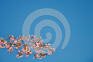 Cherry blossom in Chiang Mai Thailand