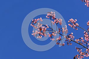 Cherry blossom with clear blue sky