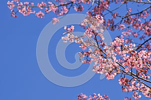 Cherry blossom with clear blue sky