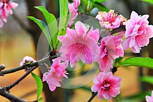 Cherry blossom with clear blue sky