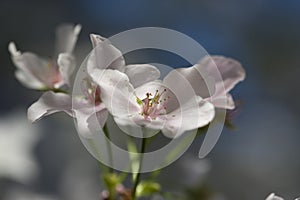 Cherry Blossom close up