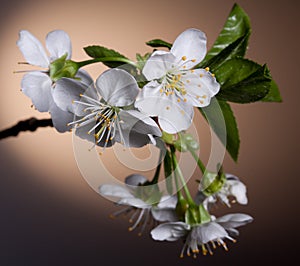 Cherry blossom close-up