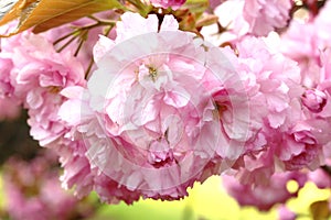 Cherry blossom close up