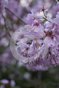 Cherry Blossom close-up