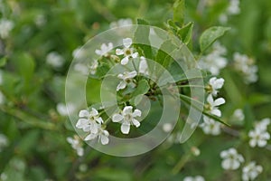 Cherry blossom close-up