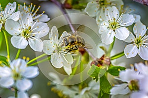 Cherry blossom close-up, bee pollinates white flowers