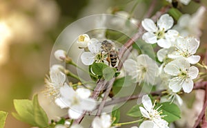 Cherry blossom close-up, bee pollinates white flowers