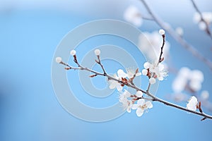 Cherry blossom close-up on blue background, spring background