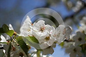 Cherry blossom close-up with blue sky
