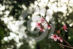 Cherry blossom close up on the blurred background.