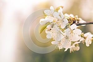 Cherry blossom close up. Branch of cherry flowers on a blurred background. Selective focus. Copyspace