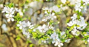 Cherry blossom. Close up. Natural background