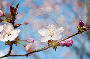 Cherry blossom close up. Selective focus and copy space. Spring sakura blossoms. Pink cherry blossom twig close up over blue bokeh