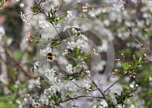 cherry blossom close up in spring

. The bee on the tree