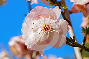 Cherry blossom close up on a sunny spring day