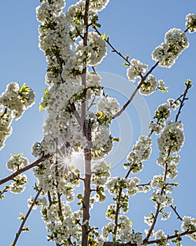 Cherry blossom close up, sunshine