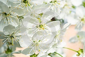 Cherry blossom close-up.  White flowers with round petals. close-up