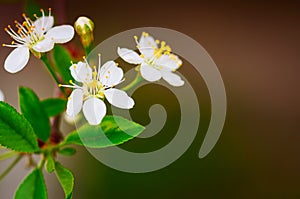 Cherry blossom close up. Young flowers. Blurred background