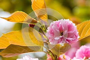 Cherry Blossom Closeup