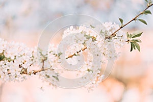 Cherry blossom closeup, brÃÂ°nch with cherry flowers in spring