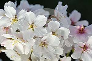 Cherry Blossom Closeup I