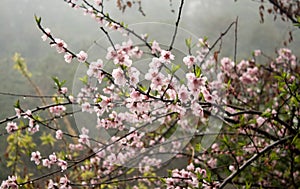 Cherry blossom closeup on a misty morning