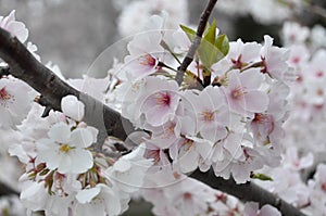 Cherry Blossom Cluster in Full Bloom