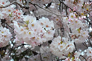 Cherry Blossom Clusters in Full Bloom