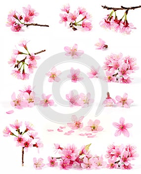 Cherry blossom collection photo