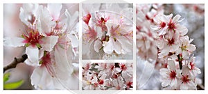 Cherry Blossom Collection