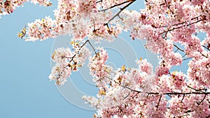 Cherry blossom concept. Japanese sakura Looking up to the cherry blossoming tree