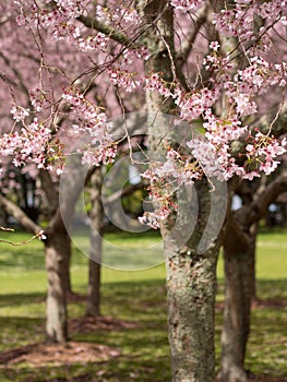 Cherry Blossom @ Cornwall Park, Auckland, New Zealand