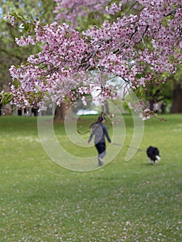 Cherry Blossom @ Cornwall Park, Auckland, New Zealand