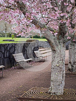 Cherry Blossom @ Cornwall Park, Auckland, New Zealand