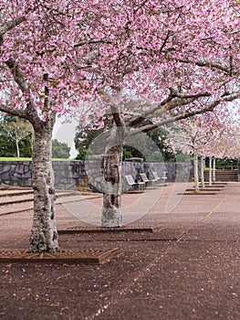 Cherry Blossom @ Cornwall Park, Auckland, New Zealand