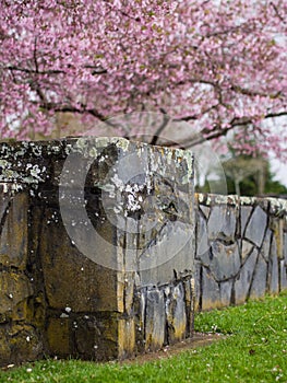 Cherry Blossom @ Cornwall Park, Auckland, New Zealand