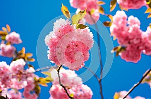 Cherry blossom. Daisy flower, flowering daisy flowers in meadow. Sacura cherry-tree. Beautiful floral spring abstract