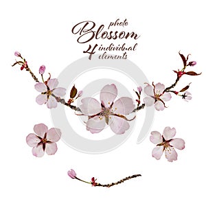 Cherry Blossom Design.