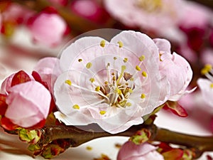 Cherry blossom detail