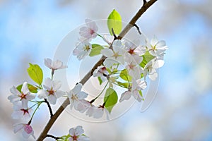 Cherry Blossom Detail