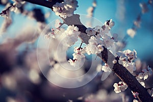 Cherry blossom detail