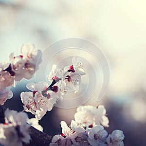 Cherry blossom detail