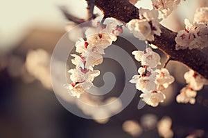 Cherry blossom detail